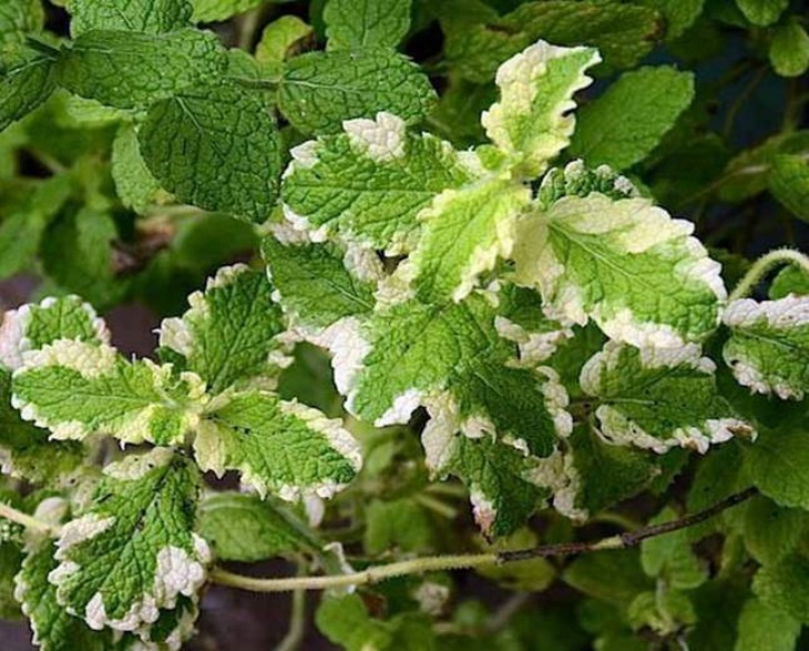 نگهداری و مراقبت از آناناس نعناع